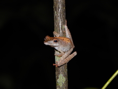 Polypedates colletti