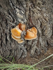 Inocutis tamaricis