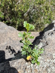 Baccharis flabellata
