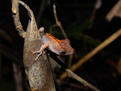 Polypedates colletti