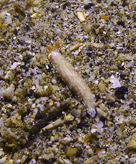 Dermatobranchus funiculus