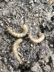 Diptera