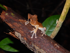 Polypedates colletti