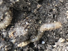 Diptera