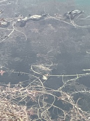 Hydrilla verticillata