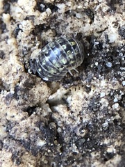 Oniscidea