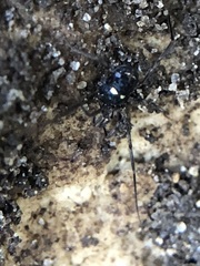 Carinostoma elegans