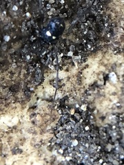 Carinostoma elegans