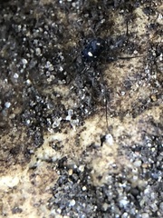 Carinostoma elegans