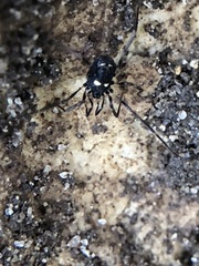 Carinostoma elegans