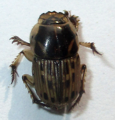 Oniticellus formosus