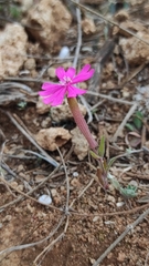 Silene stockenii