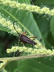 Typocerus acuticauda