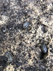 Oniscidea