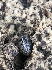 Oniscidea