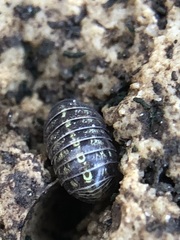 Oniscidea