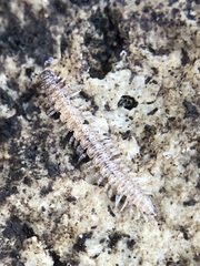 Diplopoda