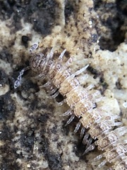 Diplopoda