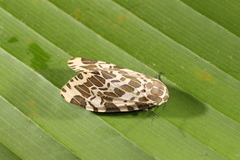 Hypercompe leucarctioides