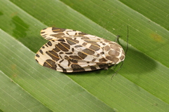 Hypercompe leucarctioides