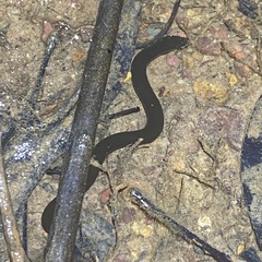 Ichthyophis supachaii