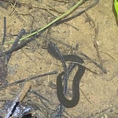 Ichthyophis supachaii