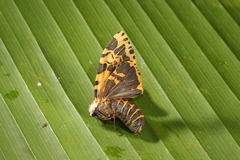 Hypercompe leucarctioides