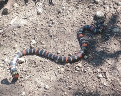 Micrurus altirostris