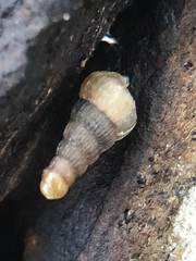 Gastropoda