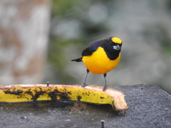 Euphonia concinna