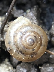 Gastropoda