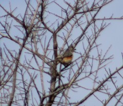 Baeolophus atricristatus