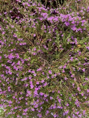 Cuphea hyssopifolia