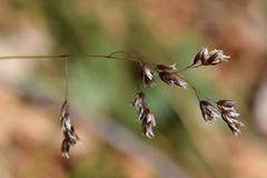 Anthoxanthum australe