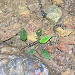 Cryptocoryne cordata