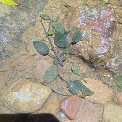 Cryptocoryne cordata