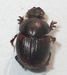 Hamonthophagus fallax
