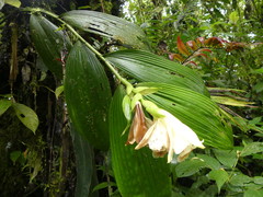 Sobralia tamboana