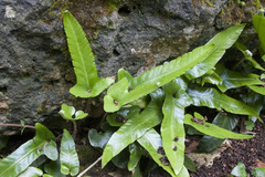 Asplenium sagittatum