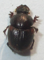 Hamonthophagus fallax