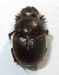 Hamonthophagus fallax