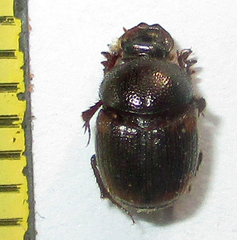 Hamonthophagus fallax