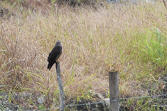 Rostrhamus sociabilis