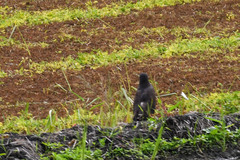 Rostrhamus sociabilis