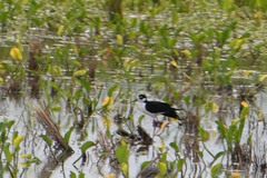 Himantopus mexicanus