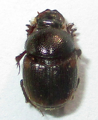Hamonthophagus fallax