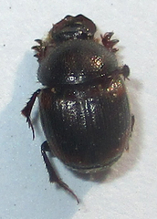 Hamonthophagus fallax