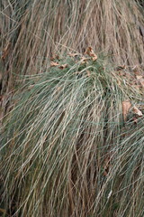 Festuca alpestris