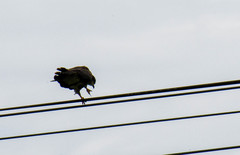 Rostrhamus sociabilis