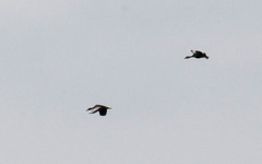 Dendrocygna autumnalis